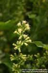 Photo: Solidago bicolor 4.