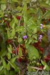 Photo: Solanum dulcamara 12.