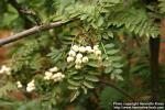 Photo: Sorbus prattii 2.