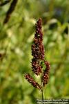 Photo: Sorghum bicolor 5.