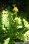 Photo: Sonchus congestus.