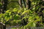 Photo: Sorbus alnifolia 3.