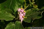 Photo: Solanum vespertilio 0.