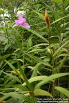 Photo: Sobralia macrantha 1.