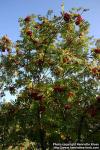 Photo: Sorbus aucuparia 28.