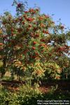 Photo: Sorbus aucuparia 29.