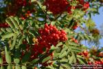 Photo: Sorbus aucuparia 30.