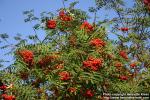 Photo: Sorbus aucuparia 32.