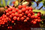 Photo: Sorbus aucuparia 33.