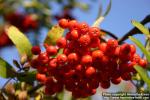 Photo: Sorbus aucuparia 34.