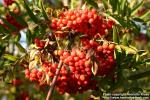 Photo: Sorbus aucuparia 35.