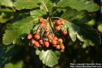 Photo: Sorbus intermedia 11.