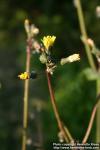 Photo: Sonchus arvensis 3.