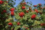 Photo: Sorbus aucuparia 36.