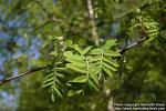 Photo: Sorbus aucuparia 37.