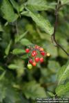 Photo: Solanum dulcamara 13.