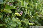 Photo: Solanum dulcamara 16.