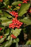 Photo: Sorbus intermedia 18.