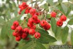 Photo: Sorbus aucuparia 50.