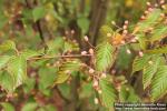 Photo: Sorbus alnifolia 07.