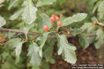 Photo: Sorbus intermedia 30.