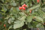 Photo: Sorbus intermedia 31.