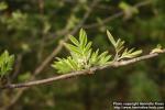 Photo: Sorbus aucuparia 38.