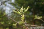 Photo: Sorbus aucuparia 39.