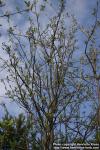 Photo: Sorbus aucuparia 40.