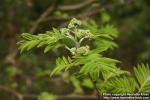 Photo: Sorbus aucuparia 41.