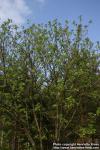 Photo: Sorbus aucuparia 42.