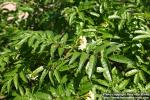 Photo: Sorbus sambucifolia 6.