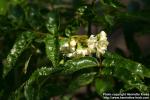 Photo: Sorbus sambucifolia 7.