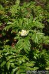 Photo: Sorbus sambucifolia 8.