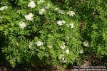 Photo: Sorbus matsumurana 0.