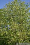 Photo: Sorbus alnifolia 6.