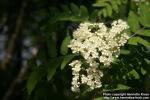 Photo: Sorbus aucuparia 45.