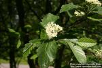 Photo: Sorbus intermedia 25.