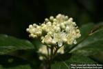 Photo: Sorbus intermedia 26.