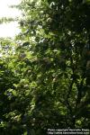 Photo: Sorbus intermedia 27.