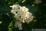 Photo: Sorbus intermedia 28.