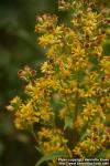 Photo: Solidago virgaurea 12.