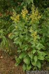 Photo: Solidago virgaurea 14.