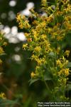 Photo: Solidago virgaurea 15.