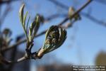 Photo: Sorbus aucuparia 53.