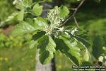 Photo: Sorbus intermedia 32.