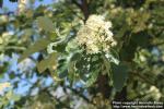 Photo: Sorbus intermedia 36.