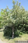 Photo: Sorbus intermedia 37.