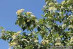 Photo: Sorbus intermedia 38.