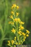 Photo: Solidago virgaurea 17.